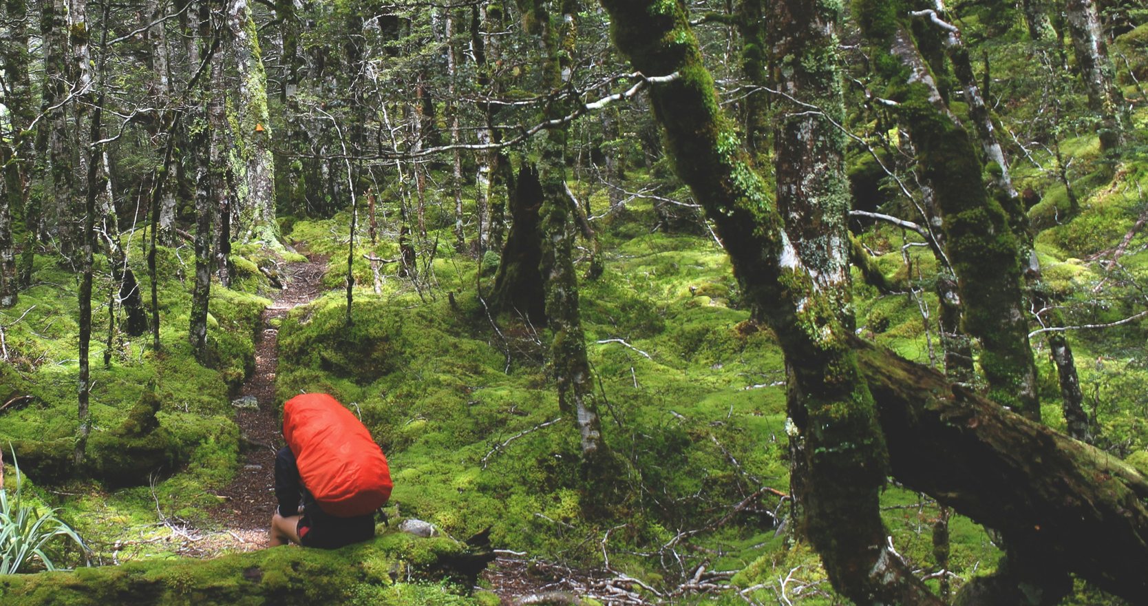A tramper with a red-covered pack pausing on a moss-lined beech forest track